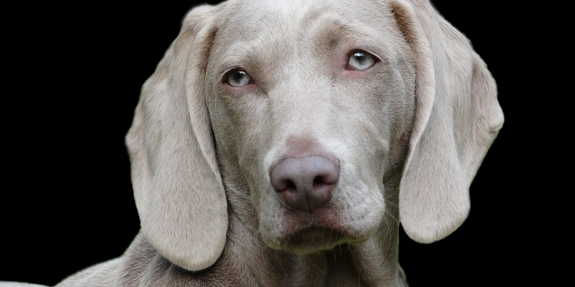 PET BEREAVEMENT Have you lost your beloved animal companion and maybe feel that people are thinking "Oh pull yourself together - its just a dog!” or a cat or a horse. Anyone who says this has never experienced the unconditional love of a companion animal.