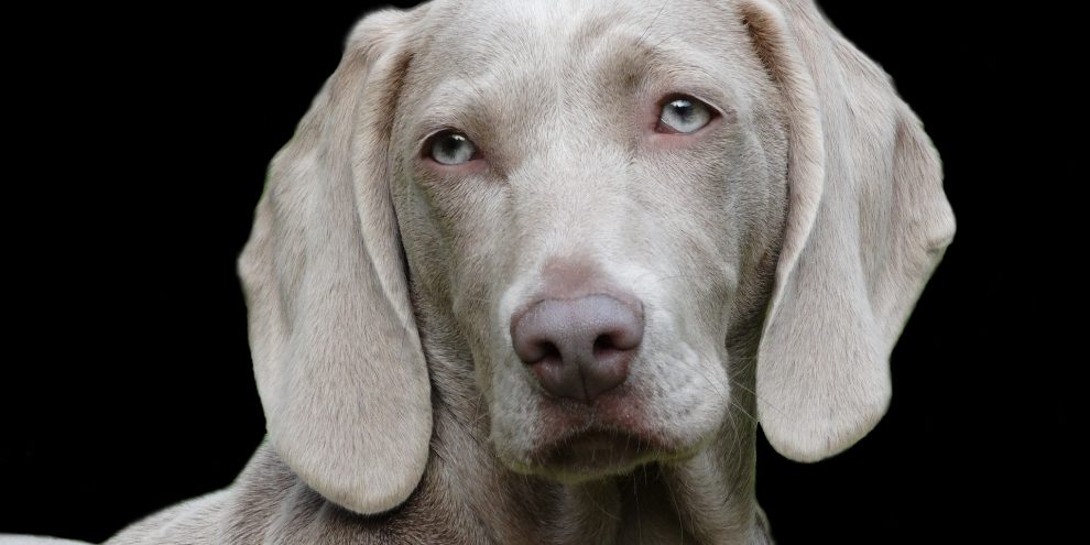 Have you lost your beloved animal companion and maybe feel that people are thinking "Oh pull yourself together - its just a dog!” or a cat or a horse. Anyone who says this has never experienced the unconditional love of a companion animal.