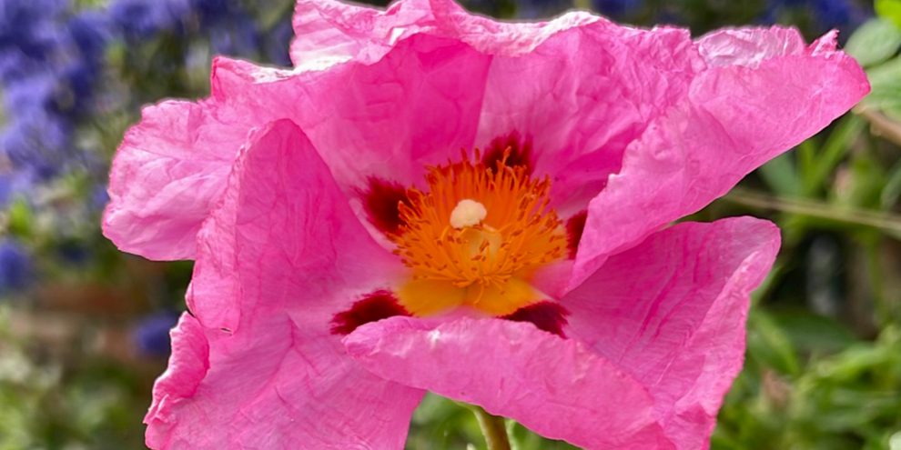 HYPNOTHERAPY-NEAR-WANTAGE-AS-HOPE